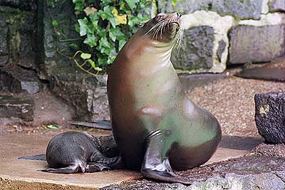 Krefelder Zoo 0007