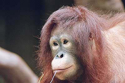 Krefelder Zoo 0008